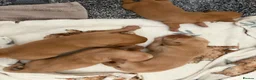 Labrador Retriever dogs for sale: KC Registered Fox Red Labrador Retriever Puppies - Advert 6