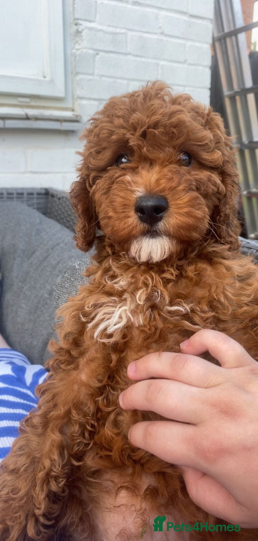 Cavapoo dogs fox red cavapoo - Advert 3