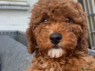 Cavapoo dogs fox red cavapoo - Advert 3