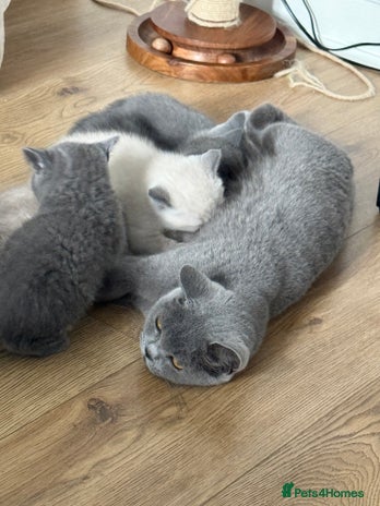 British Shorthair cats 5 Beautiful and friendly Grey and Cream Kittens - Advert 3