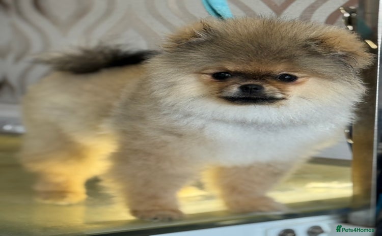 Pomeranian dogs - Advert 3