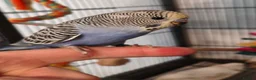 Budgerigars birds for sale: Baby Budgies - ready to leave now - Advert 3
