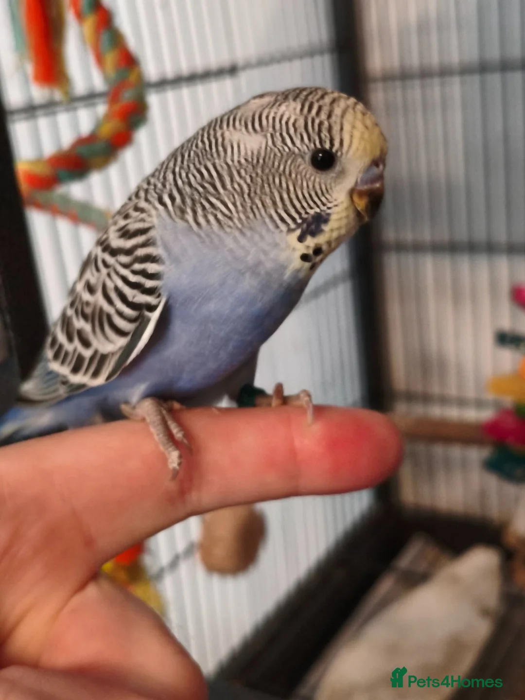 Budgerigars birds for sale: Baby Budgies - ready to leave now - Advert 3