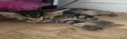 Mixed Breed cats for sale: Kitten for sale ready to go  - Advert 9