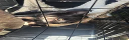 Mixed Breed cats for sale: Stunning black, chocolate and grey tabbys  - Advert 8
