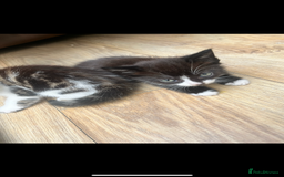 Mixed Breed cats for sale: 🐾 Adorable Kittens Looking for Loving Homes 🐾 - Image 4