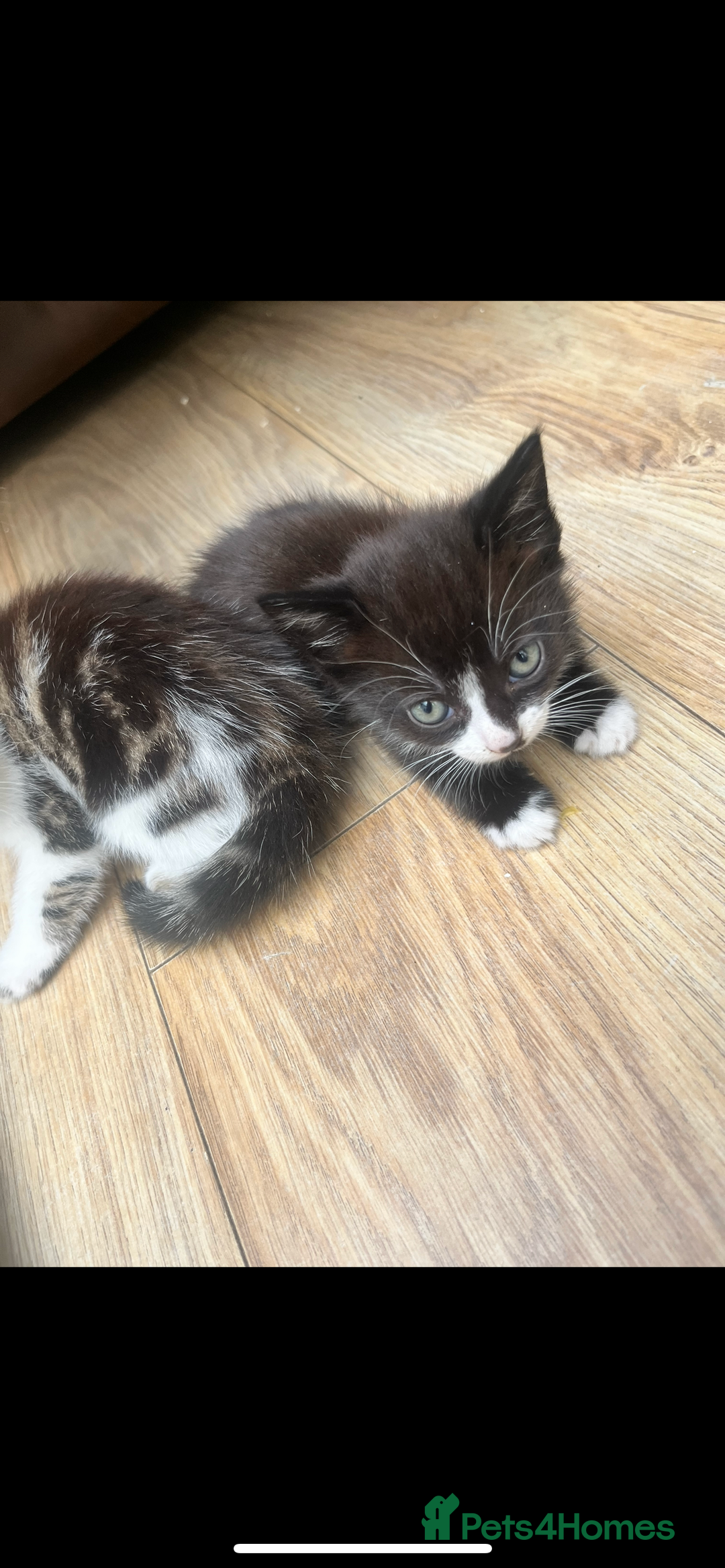 Mixed Breed cats for sale: 🐾 Adorable Kittens Looking for Loving Homes 🐾 - Image 4