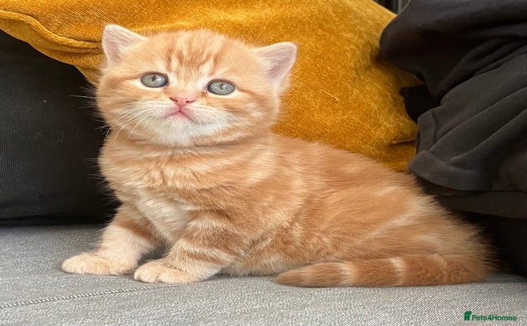 British Shorthair cats - Advert 11