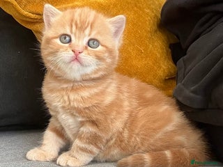 British Shorthair cats - Advert 33