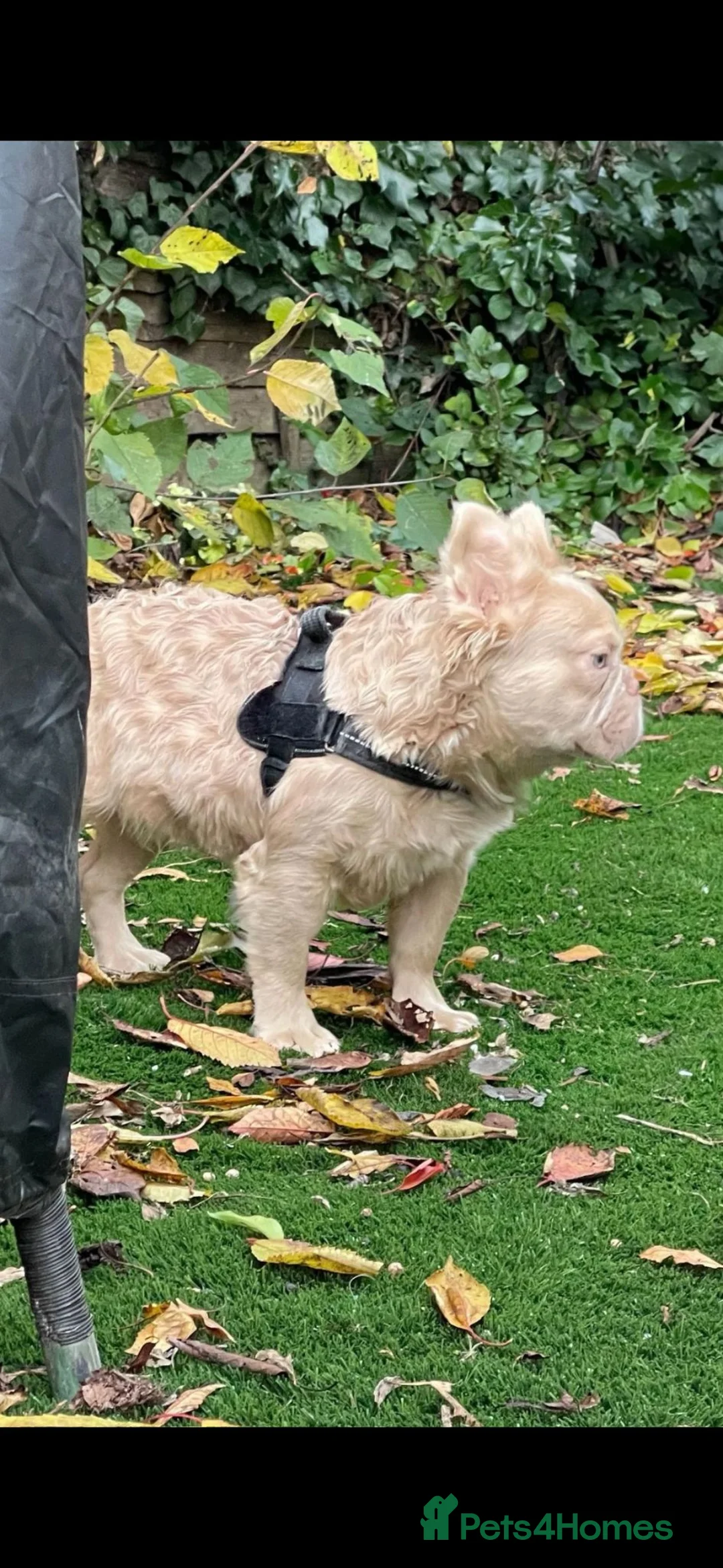 French Bulldog dogs for sale: Kc registered fluffy French bulldog  - Advert 9