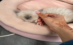 Ragdoll cats for sale: **Stunning pure bred ragdoll kittens*for*sale - Image 5