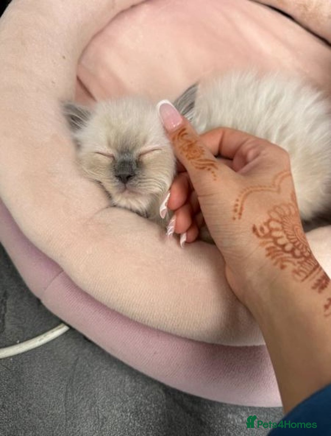 Ragdoll cats for sale: **Stunning pure bred ragdoll kittens*for*sale - Image 5