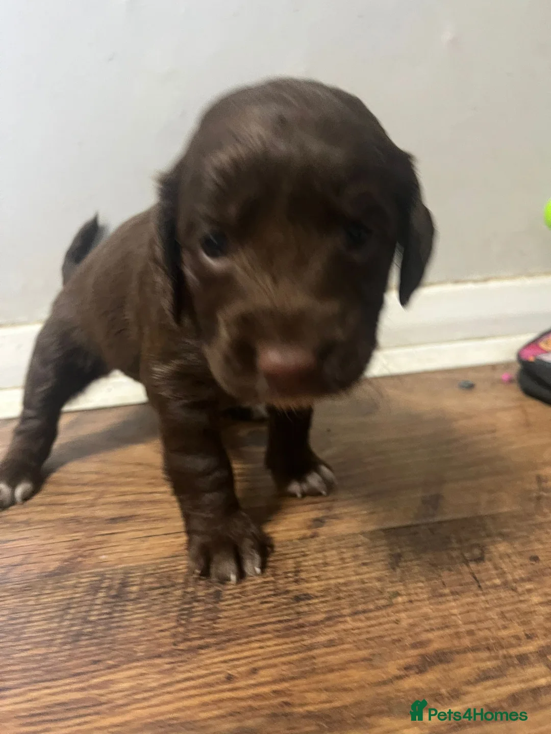 Mixed Breed dogs for sale: Eight cockapoo mix in Slough - Advert 7