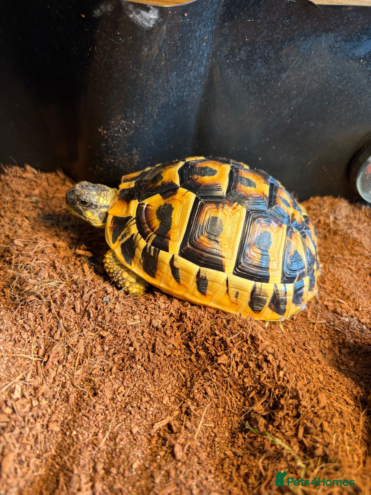Tortoise reptiles Western Hermanns tortoise  - Advert 3