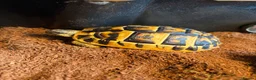 Tortoise reptiles for sale: Western Hermanns tortoise  - Advert 1
