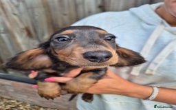 Miniature Dachshund dogs for sale: Miniature dachshund puppies  - Image 4