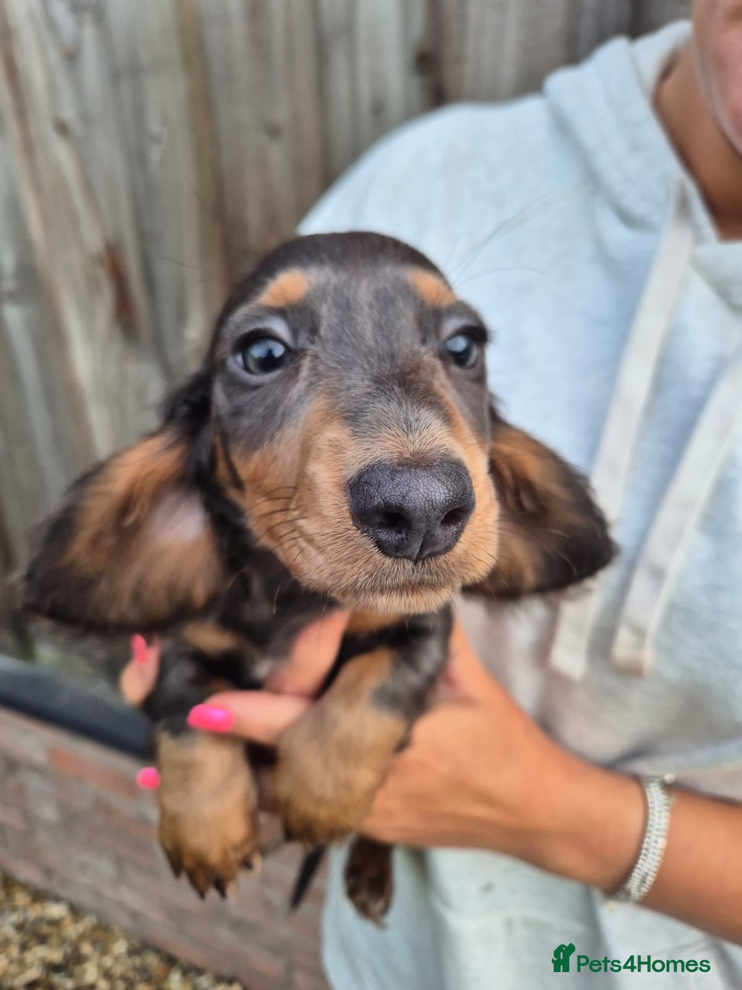 Miniature Dachshund dogs for sale: Miniature dachshund puppies  - Image 4