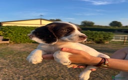 Cocker Spaniel dogs for sale: KC working Cocker Spaniels - Image 4