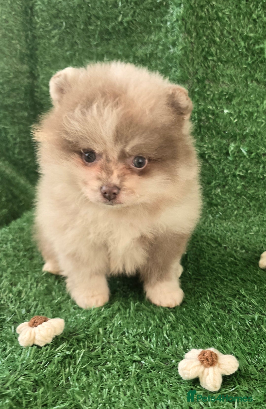 Pomeranian dogs for sale: 💜Lavender lilac chocolate merle exceptional poms - Advert 8