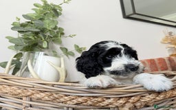 Cockapoo dogs for sale:  cockapoo puppies **READY GO GO** - Image 30