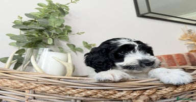 Cockapoo dogs - Advert 10