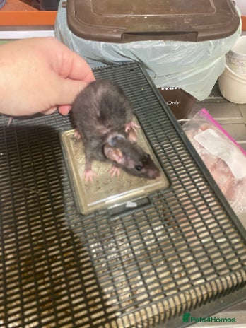 Rat rodents - Advert 1