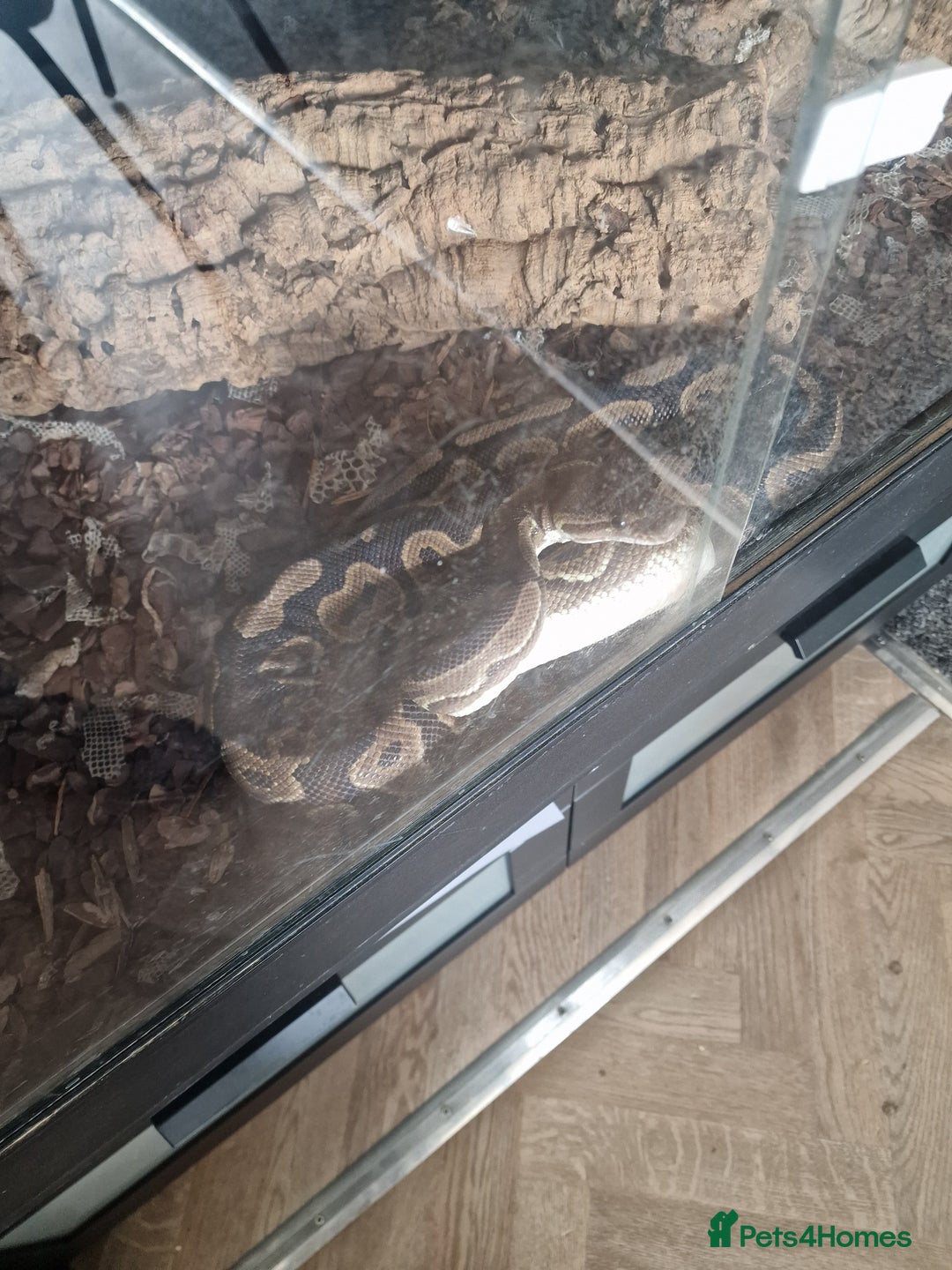Python Snake reptiles for sale: Royal python  - Image 2