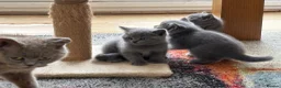 British Shorthair cats for sale: 3 stunning BSH Kittens  - Advert 6
