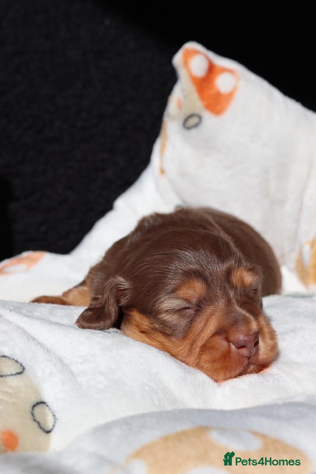 Miniature Dachshund dogs for stud: Long-haired miniature Dachshund in Hitchin - Advert 25