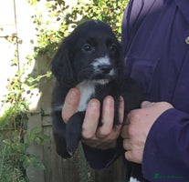 Cocker Spaniel dogs KC COCKERS HT PARENTS PUPPIES FOR SALE - Advert 12