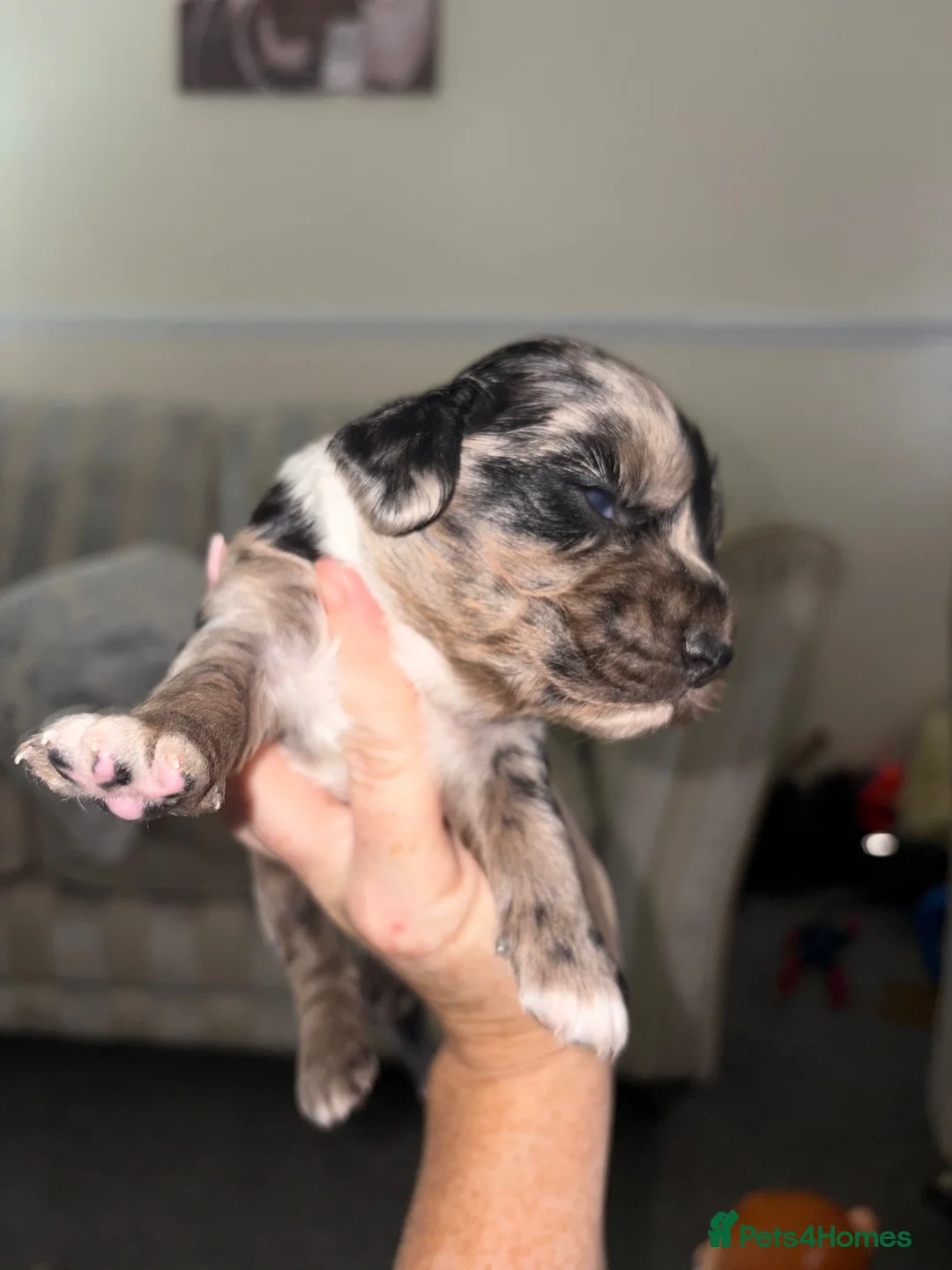 Cocker Spaniel dogs for sale: Cocker spaniel puppy’s  - Advert 2