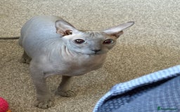 Sphynx cats for sale: Sphynx Kittens - Image 10