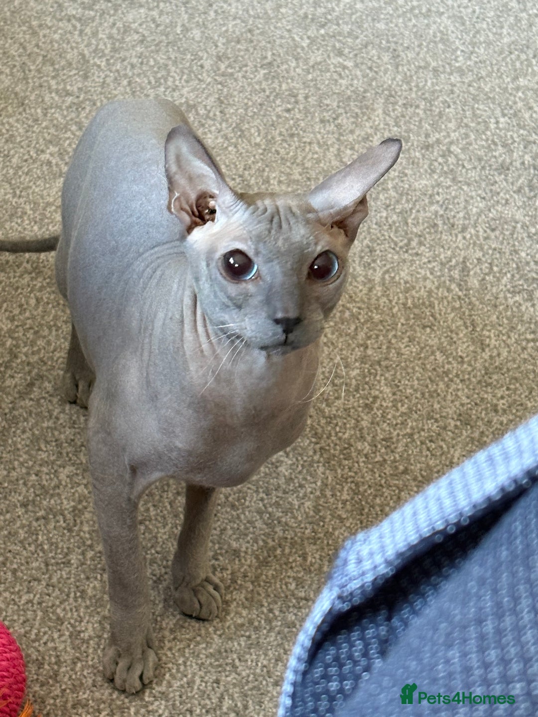 Sphynx cats for sale: Sphynx Kittens - Image 10