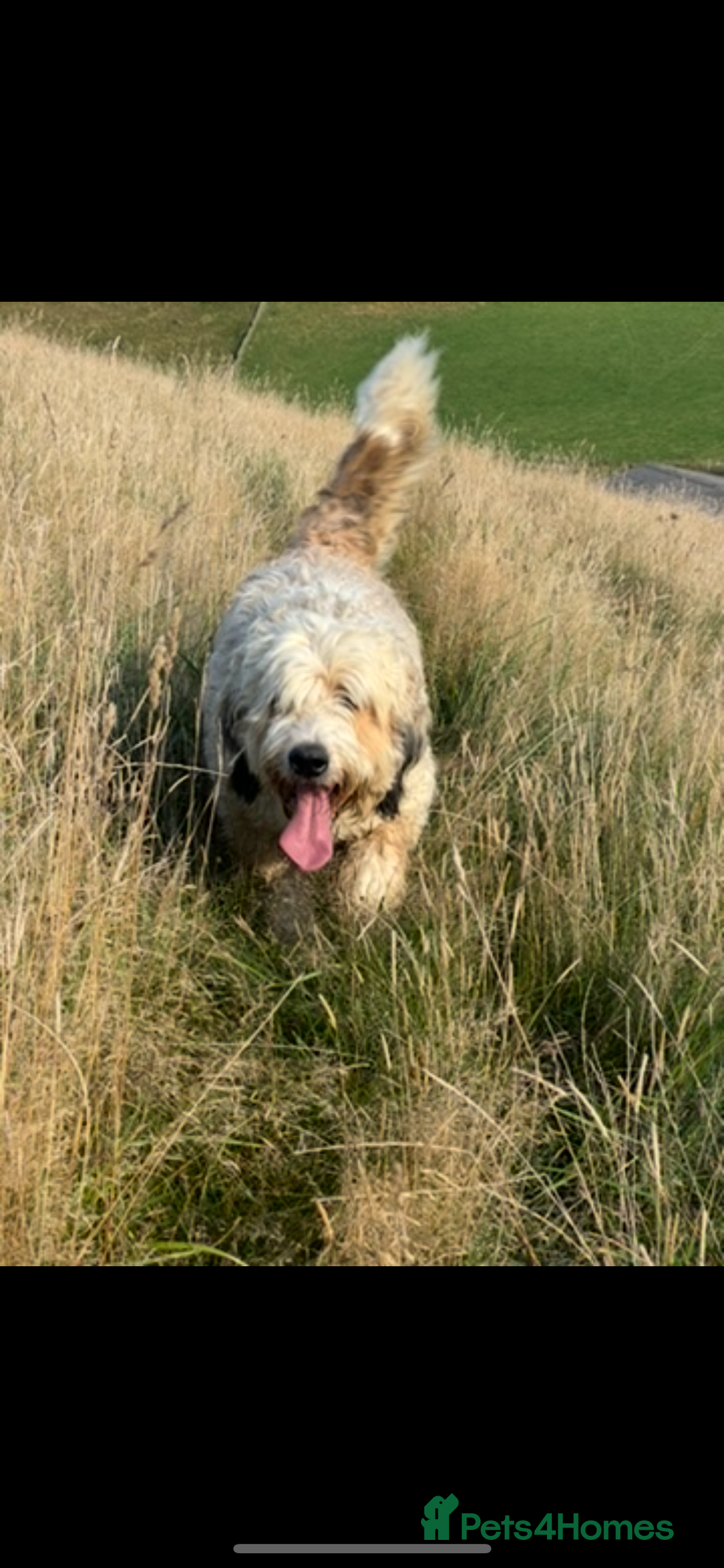 Bernedoodle dogs for sale: Bernedoodle F1B puppies - Advert 19