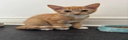 Mixed Breed cats for sale: Ginger male kitten- ready to leave in Calne - Advert 2