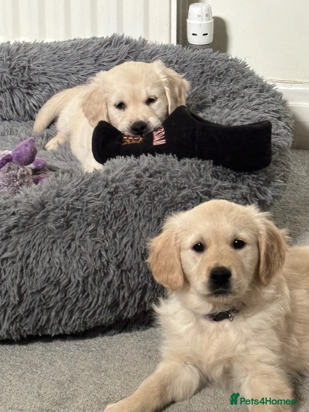 Golden Retriever dogs for sale: Ready now Beautiful litter of Golden Retrievers - Advert 1