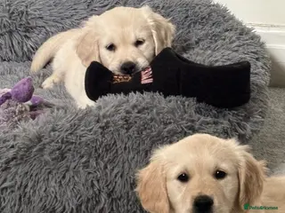 Golden Retriever dogs Ready now Beautiful litter of Golden Retrievers - Advert 14