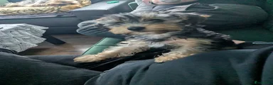 Yorkshire Terrier Puppy 1 (Buddy)