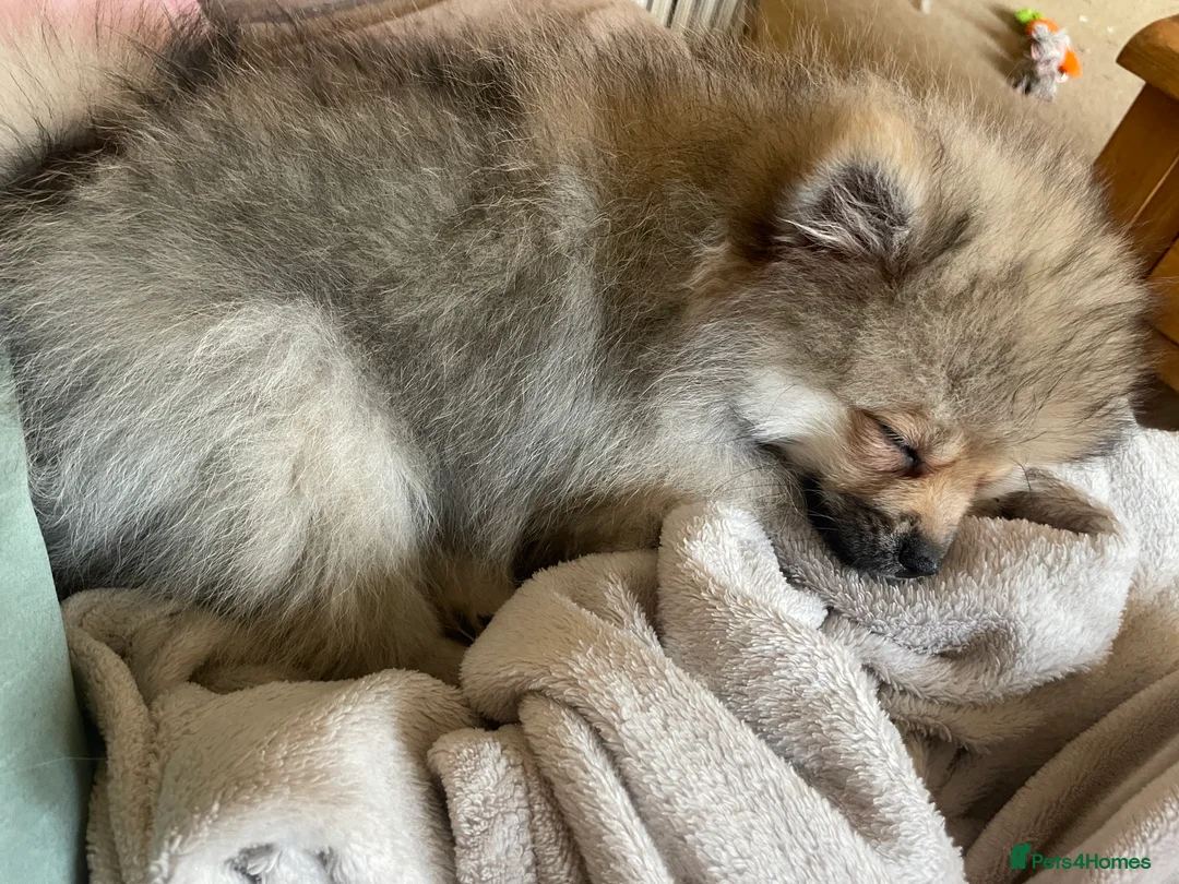 Pomeranian dogs for sale: 5 Generation champion Russian bloodline - Advert 26