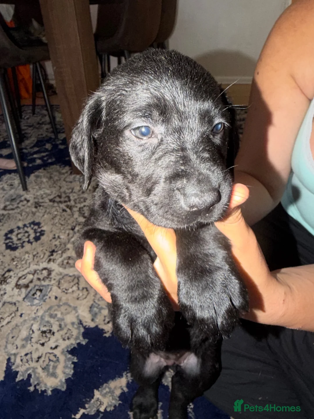 Labrador Retriever dogs for sale: 🐾 Beautiful Female Labrador Puppy 🐾 - Advert 2