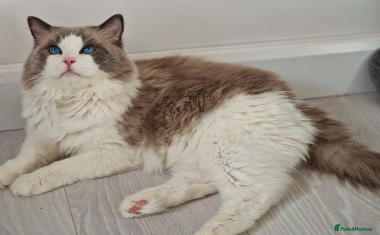 Ragdoll cats in Bexley - Advert 1