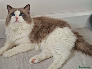Ragdoll cats in Bexley - Advert 27