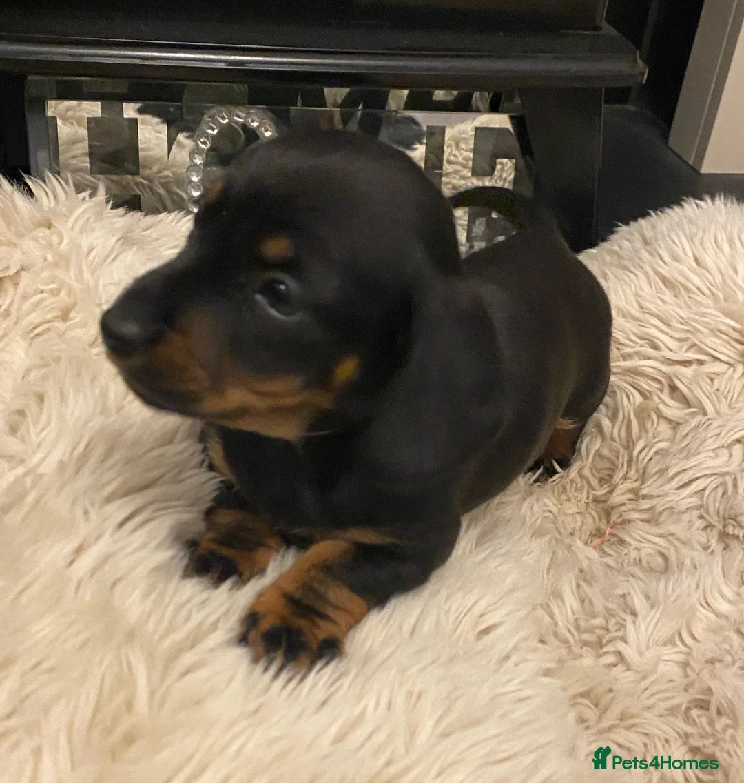 Miniature Dachshund dogs for sale: Champion Bloodline Miniature Dachshund Puppies  - Advert 5