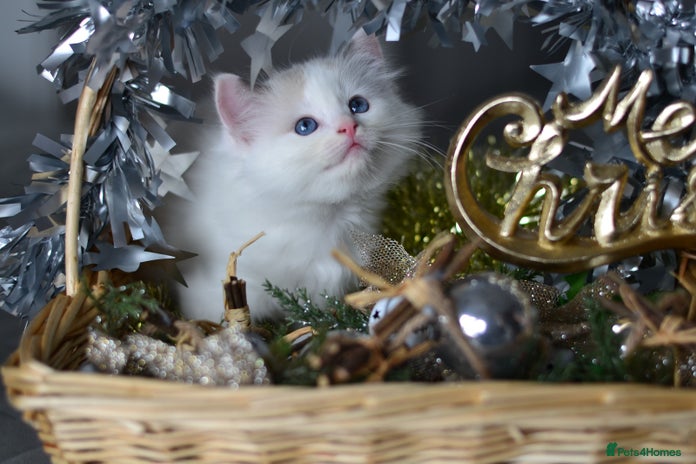 Ragdoll cats Beautiful Ragdoll Kittens - Advert 1