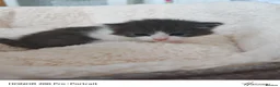 Khao Manee cats for sale: Beautiful kittens - Advert 6