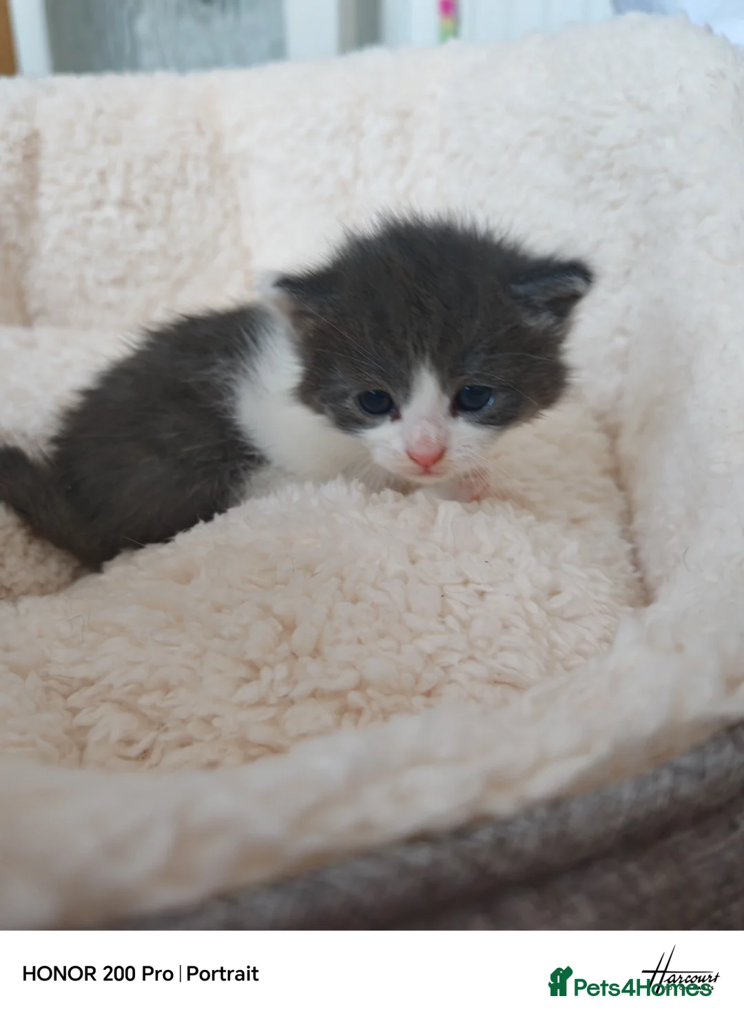 Khao Manee cats for sale: Beautiful kittens - Advert 6