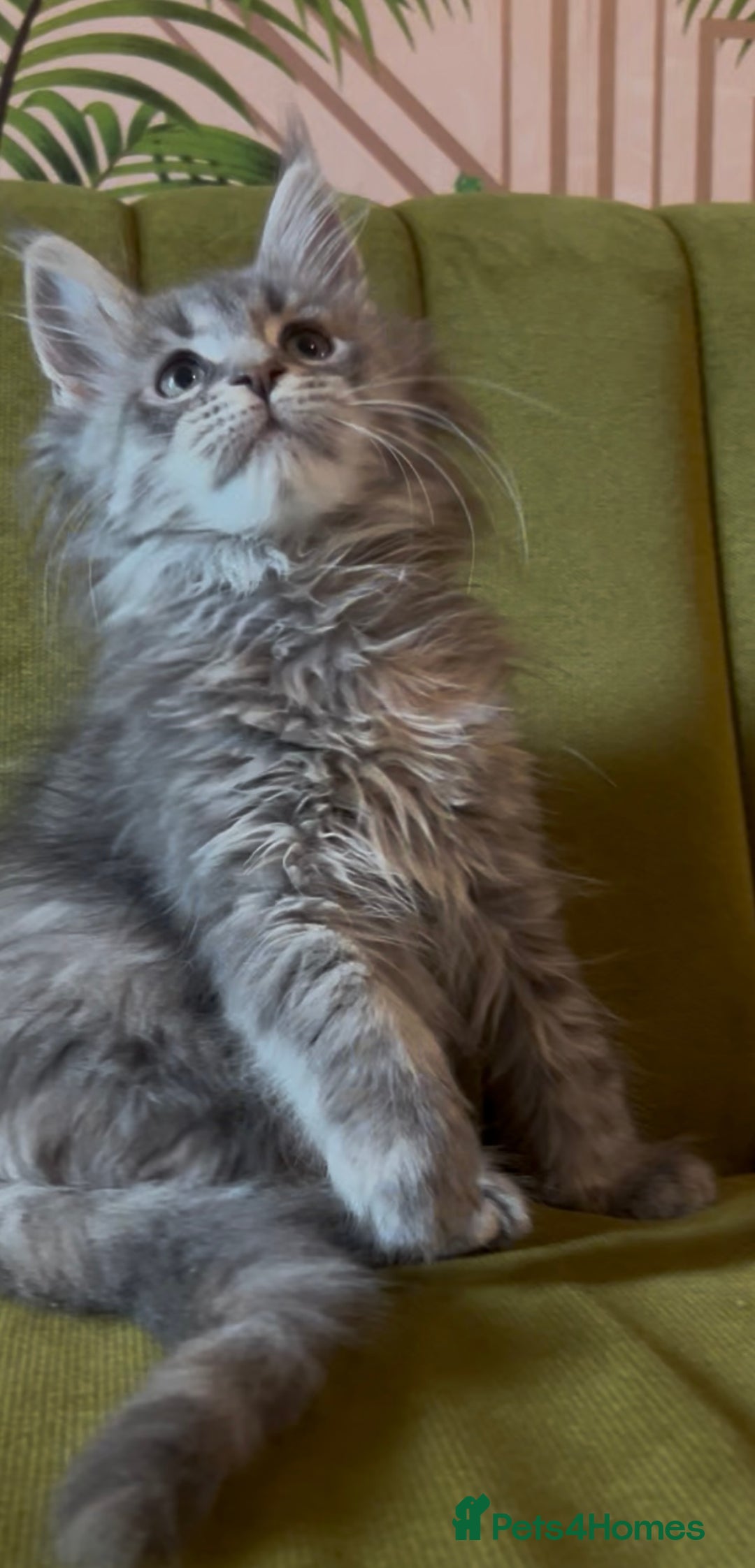Maine Coon cats for sale: Maine Coon girls READY NOW Russian sired  - Image 8