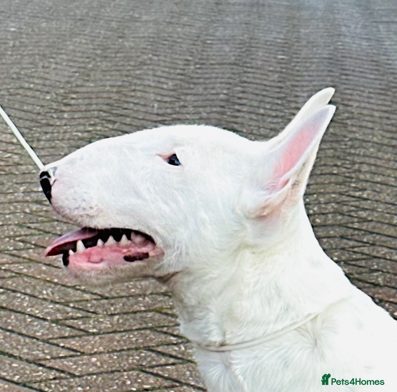 Miniature Bull terrier dogs Minature bull terrier male puppy - Advert 1