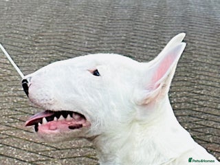 Miniature Bull terrier dogs Minature bull terrier male puppy - Advert 2