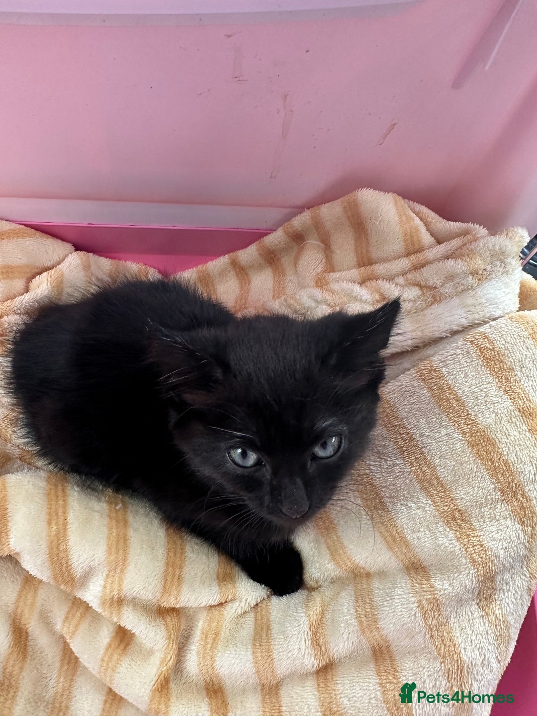 Mixed Breed cats for sale: Mixed black cat needs home - Advert 4